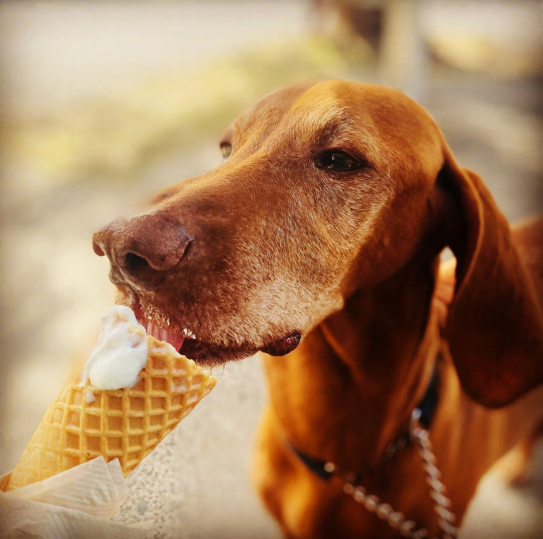 Ice Cream for dogs